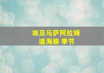 埃及马萨阿拉姆 追海豚 季节